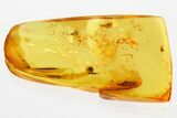 Two Fossil Parasitoid Wasps (Diapriidae) In Baltic Amber #367453-1